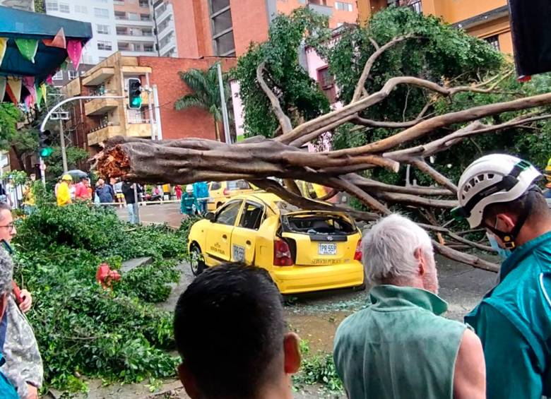 La mayoría de desplomes de árboles se dan tras fuertes tormentas, como ocurrió en Buenos Aires. También se han dado casos en que caen sin previo aviso como ocurrió hace unos días en el primer parque de Laureles. FOTOs Manuel saldarriaga y Esnéyder Gutiérrez
