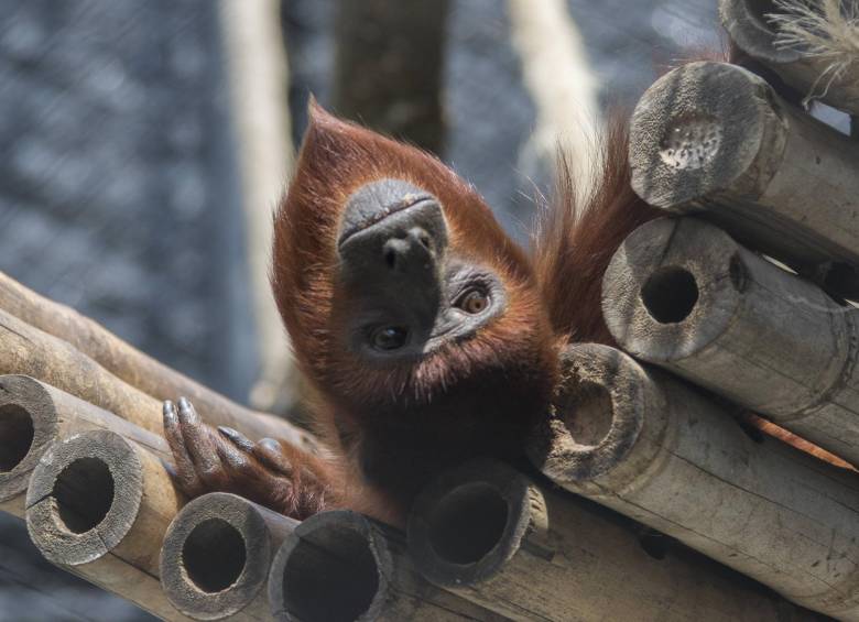 Los monos se encontraron en condiciones de maltrato animal y fueron rescatados por una organización animalista Foto: Referencia