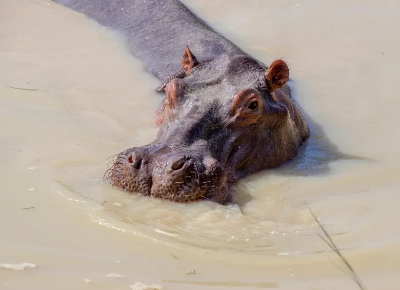 La presencia de los hipopótamos pone en riesgo a otras especies nativas del Magdalena Medio, como los manatíes. FOTO: JUAN ANTONIO SÁNCHEZ.