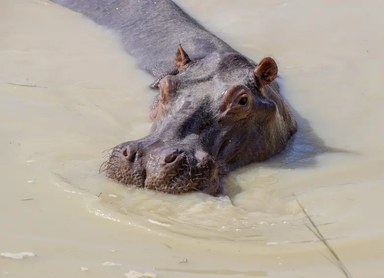 Parque Temático Hacienda Nápoles, municipio de Doradal. FOTO: JUAN ANTONIO SÁNCHEZ OCAMPO