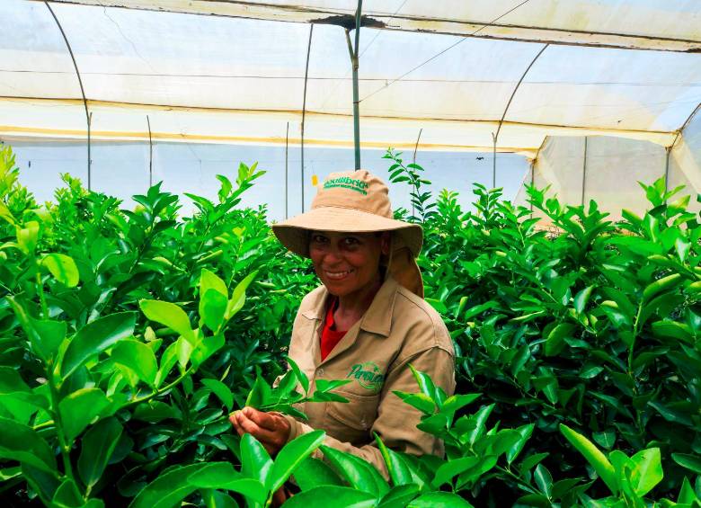 Los productores de limón Tahití están enfrentando una crisis de precios que los está obligando a cultiva con pérdidas. FOTO CAMILO SUÁREZ. 