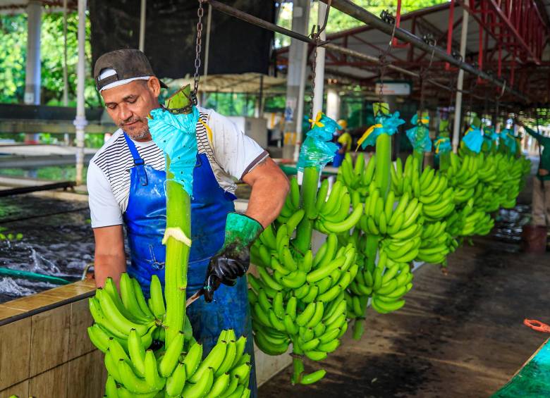 Bananeros aseguran que coberturas cambiarias no los benefician plenamente. FOTO Camilo Suárez