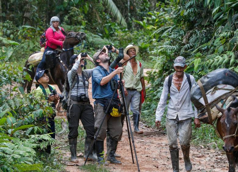 Gracias a los grupos de explorados se puedo constatar que el llamado Montañerito no está extinto, eso sí, está en riesgo. Foto: Manuel Saldarriaga Quintero