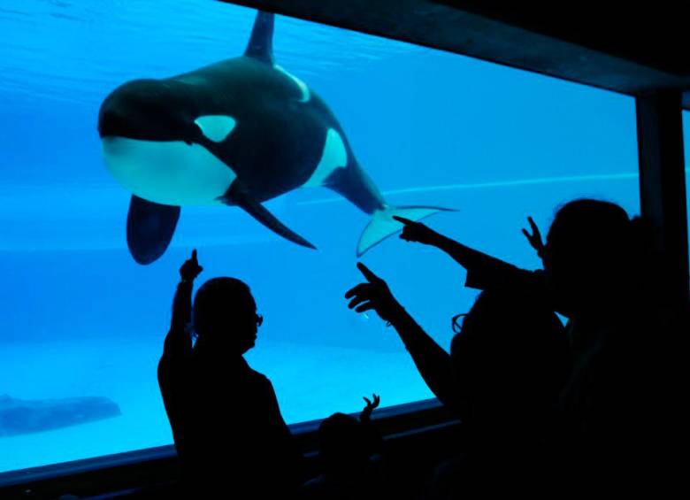 Organizaciones animalistas piden que se sancione al acuario que tuvo en cautiverio a Kiska. FOTO CORTESÍA ANIMAL JUSTICE 