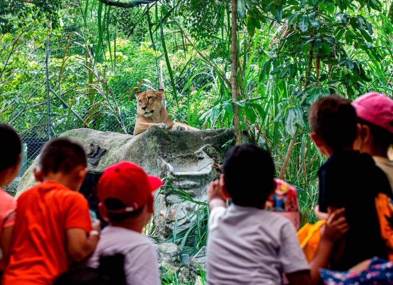 El Parque de la Conservación, anteriormente el zoológico de Santa Fe, abrió sus puertas en 1959 en un terreno de una extensión aproximada de cinco hectáreas. Está abriendo de martes a domingo. FOTO esneider gutiérrez.
