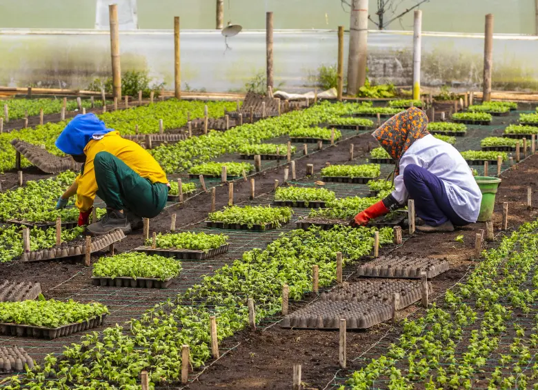 Las actividades primarias, que incluyen agricultura, ganadería, pesca y explotación de minas y canteras, registraron una caída de 2,08% anual. Foto: Camilo Suárez 