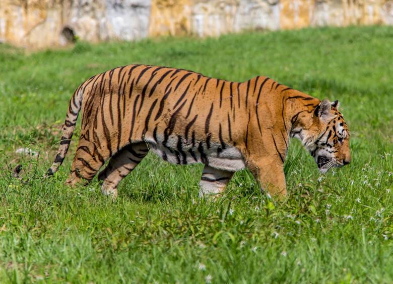 La manada de tigres de bengala en cautiverio de Nápoles es una de las más saludables que existen en cautiverio. FOTO Juan A. Sánchez