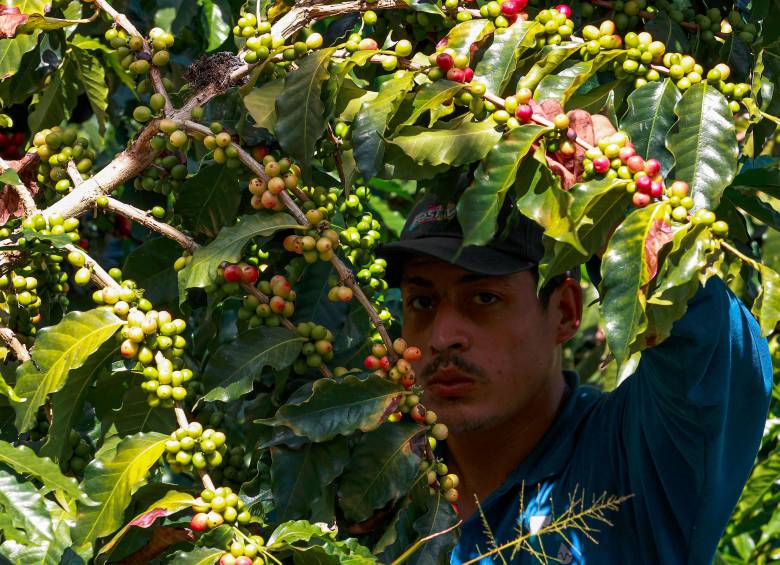 Día Internacional del Café. FOTO MANUEL SALDARRIAGA