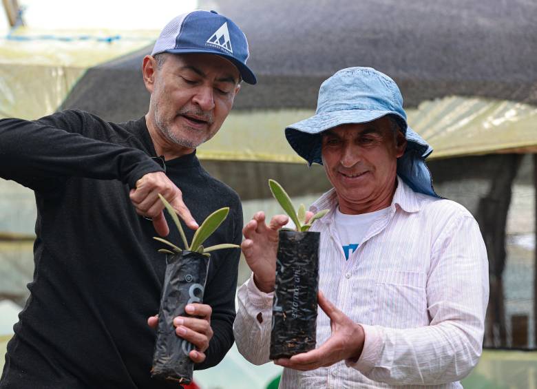 Robinson Salazar y don Ernesto Pérez han trabajado en llave para que la propagación de frailejones en el municipio de Belmira sea referente en el país. FOTO Manuel Saldarriaga