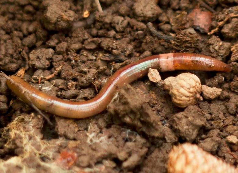 Un gusano saltador maduro (Amynthas agrestis). Este gusano, una especie exótica en América del Norte, puede secar el suelo hasta volverlo inhóspito para muchas plantas nativas. Foto: Europa Press.