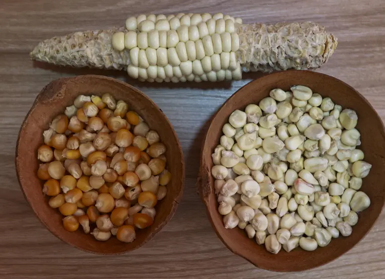 A la izquierda, el maíz amarillo tradicional de Antioquia. A la derecha el maíz capio. Arriba una de las mazorcas de capio que hay en Amasenda. FOTO Manuel Saldarriaga