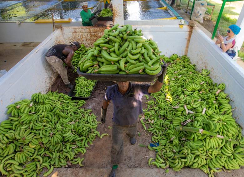 Augura señaló que han aumentado los costos de producción del banano. FOTO Juan Antonio Sánchez