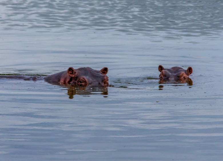 Actualmente se calcula que hay cerca de 135 hipopótamos en la cuenca del Magdalena. FOTO: JUAN ANTONIO SÁNCHEZ