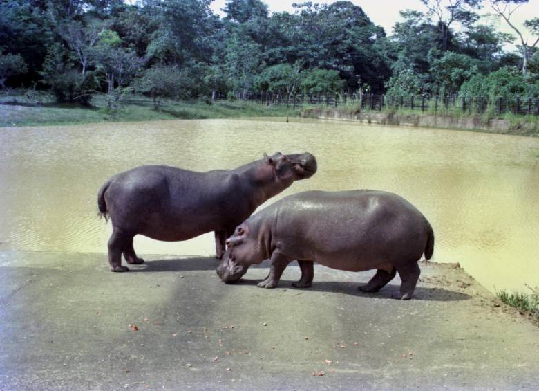 El padrón del mal. Los hipopótamos de Pablo Escobar van camino a convertirse en leyenda