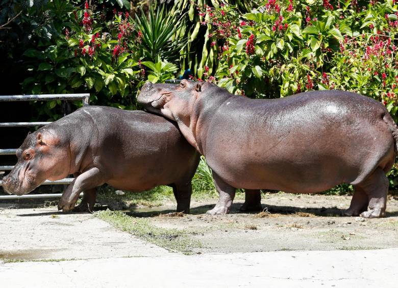 Tanto en la Hacienda Nápoles como libres en la región del Magdalena Medio hay población de hipopótamos. FOTO MANUEL SALDARRIAGA