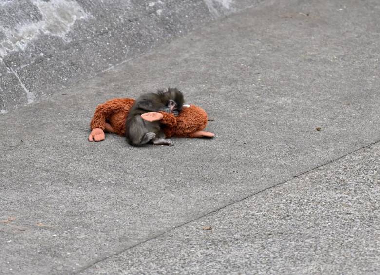 Punch, cría de macaco japonés, abraza su peluche en un zoológico de Ichikawa tras ser abandonado al nacer. FOTO: David Mareuil / Anadolu vía AFP.