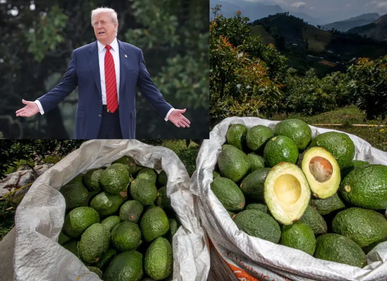 Productos como el café, el aguacate y otras frutas quedaron exentos de aranceles, sin embargo, podrían ser más. Foto: Camilo Suárez y Getty Images