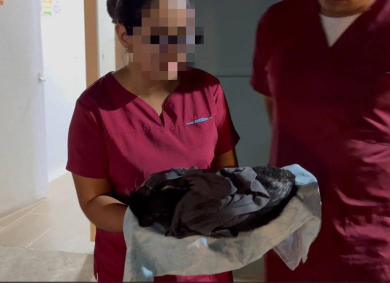 Autoridades investigan lo ocurrido durante la jornada de esterilización de mascotas hecha por una institución académica en Puerto Berrío, que cobró la vida de siete felinos. FOTO: CORTESÍA