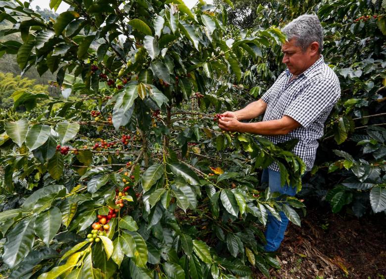 Producción de café de Colombia cayó 12% en octubre, según datos de la Federación Nacional de Cafeteros. FOTO Manuel Saldarriaga