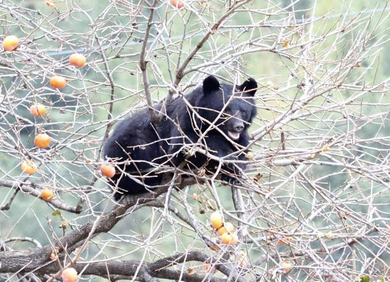 El número de osos negros asiáticos ha aumentado hasta alcanzar los 42.000 ejemplares solo en la isla principal de Honshu. Foto: AFP