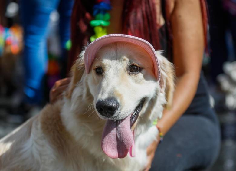 El objetivo del censo es tener información completa sobre los animales que conforman las familias en la ciudad y saber el número y situación de las razas clasificadas como de cuidado especial. FOTO: MANUEL SALDARRIAGA