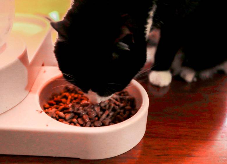Un gato comiendo concentrado. Foto: Esneyder Gutiérrez