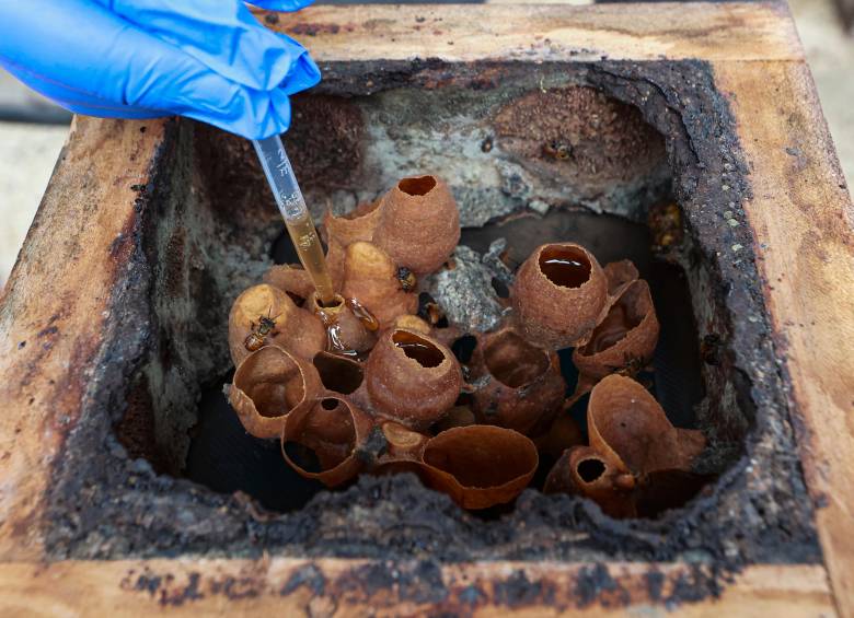 El interior de una caja tecnificada muestra la forma en que las abejas construyen el interior de las colmenas. FOTO manuel saldarriaga