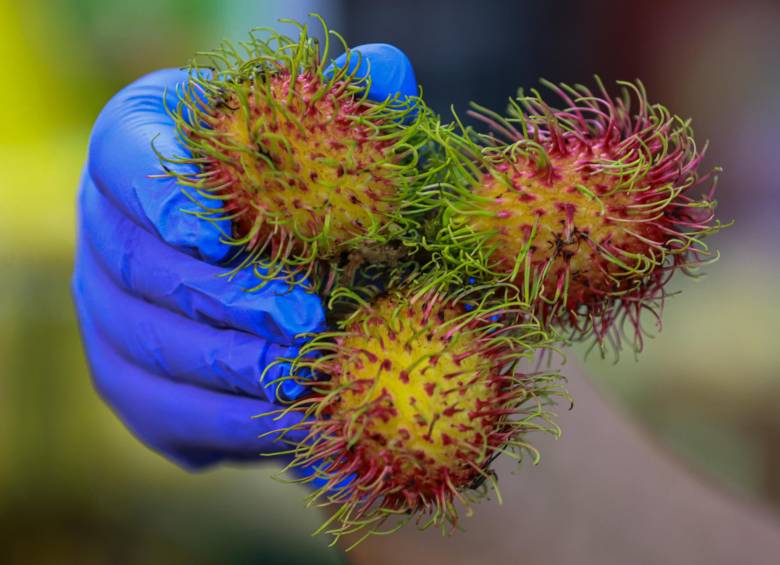 Estas son las frutas exóticas que cautivan paladares en el mercado paisa, ¿cuál es la más rara? 