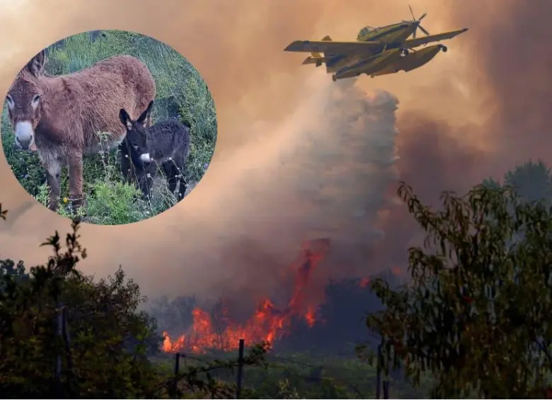 La organización Tivissa Donkeys Firefighters rescata burros abandonados y los utiliza para eliminar vegetación seca en las montañas de Cataluña, una estrategia natural que ayuda a reducir el riesgo de incendios forestales. FOTO: AFP, Instagram @Tivissa Donkeys Firefighters.