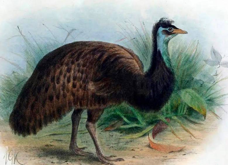Emú de Tasmania, especie extinta. IMAGEN Europa Press