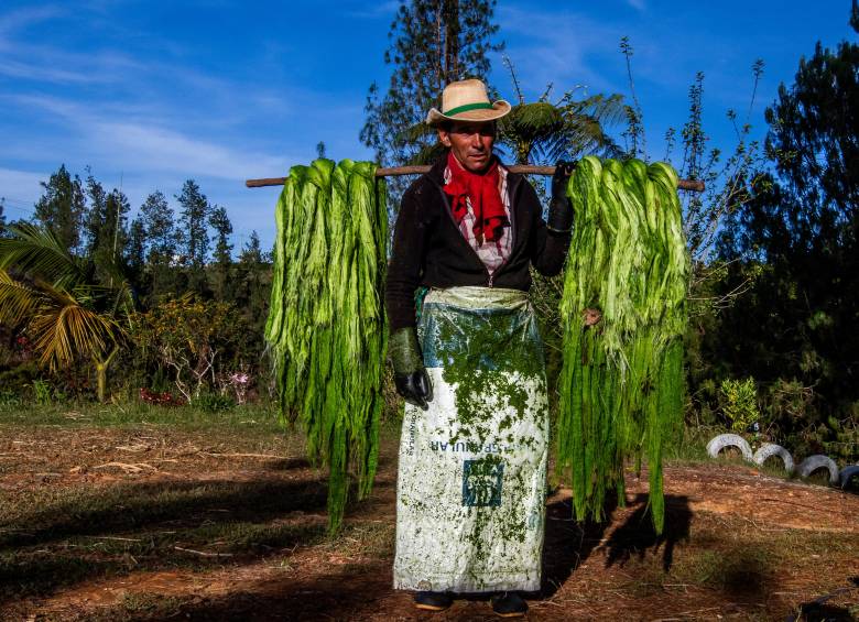 La revancha del fique: así produce una antigua finca en Antioquia la fibra que busca acabar con la dictadura del plástico
