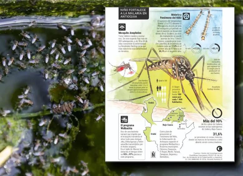 Cuidado: los mosquitos están al acecho y El Niño podría empeorar el panorama en Antioquia