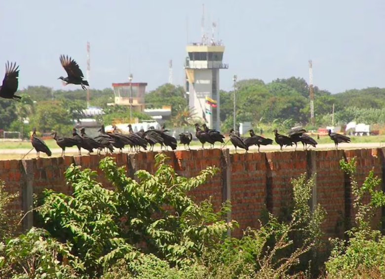 En los alrededores del aeropuerto hay actividades que atraen a la aves, que representan un riesgo para los aviones. FOTO: Archivo Colprensa, Vanguardia