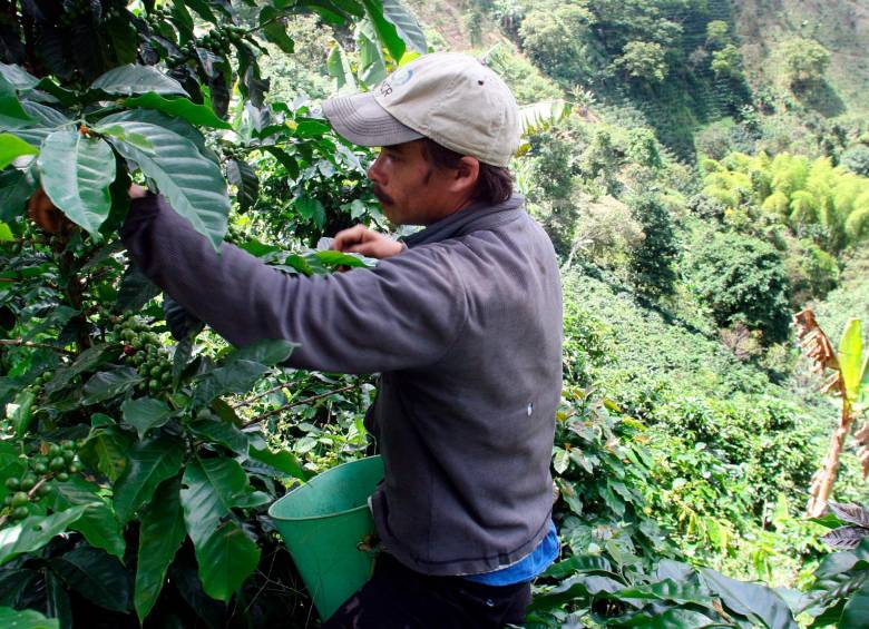 La producción de café en noviembre creció 21%. Foto: Archivo EL COLOMBIANO. 