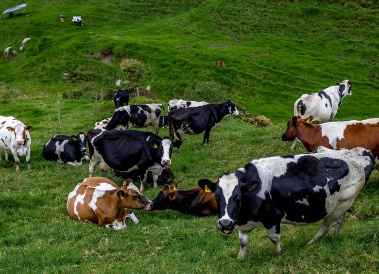 Las autoridades prometieron ayudas para los propietarios de 17 vacas muertas en Medellín. Foto: Juan Antonio Sánchez