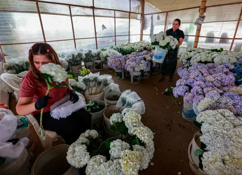 La floricultura colombiana enfrenta una doble presión: la revaluación del peso reduce los ingresos por exportaciones, mientras el aumento de costos y las altas temperaturas afectan la producción. FOTO Manuel Saldarriaga