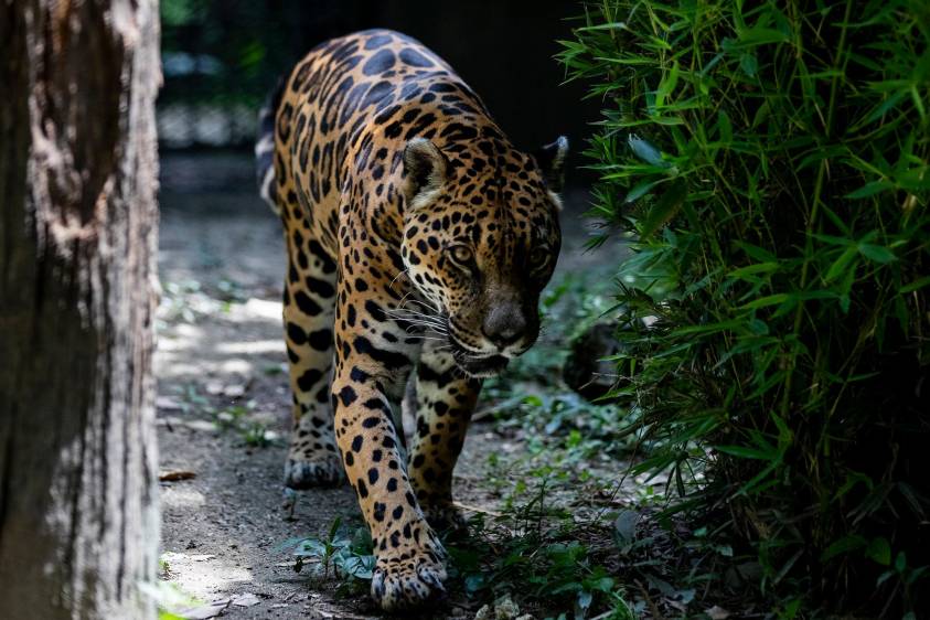 Un jaguar en el Parque de la conservación en Medellín en 2021, antes Zoológico Santa Fe (izquierda). Y el jaguar sacrificado en el corregimiento Santa Rita en Ituango (derecha). FOTO jaime pérez