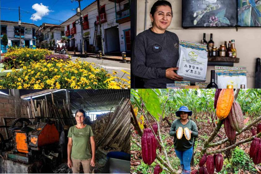Las familias que el conflicto armado desplazó regresaron a sus tierras y hoy lideran los cultivos en alta calidad de café y cacao en el Oriente antioqueño. Foto: Julio César Herrera