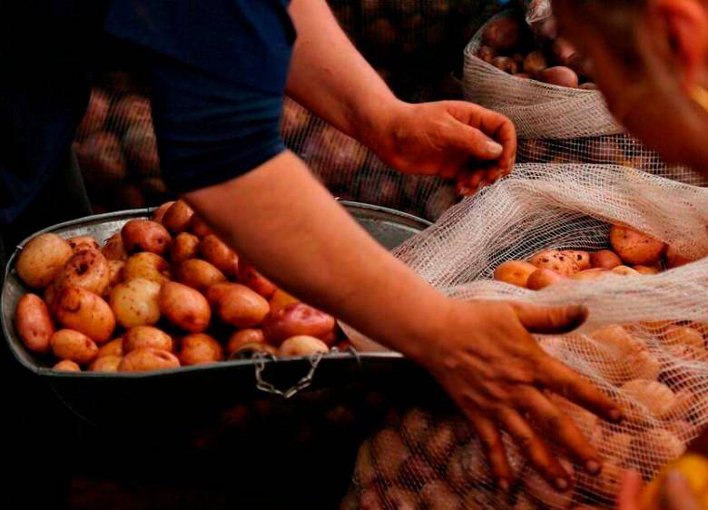 La papa sigue siendo el alimento que acumula los mayores incrementos de cara a los consumidores. FOTO: ARCHIVO. 