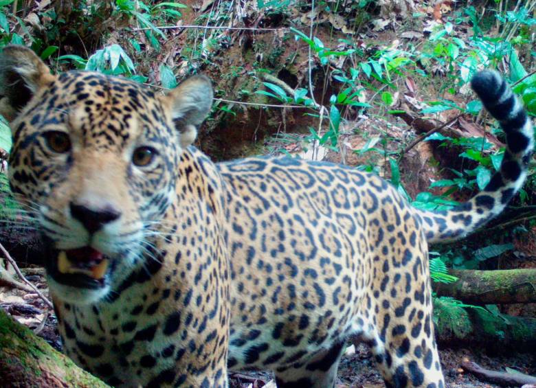 Un jaguar panthera onca captado por las cámaras trampa del Instituto Sinchi. FOTO: TOMADA DE TWITTER @InstitutoSINCHI