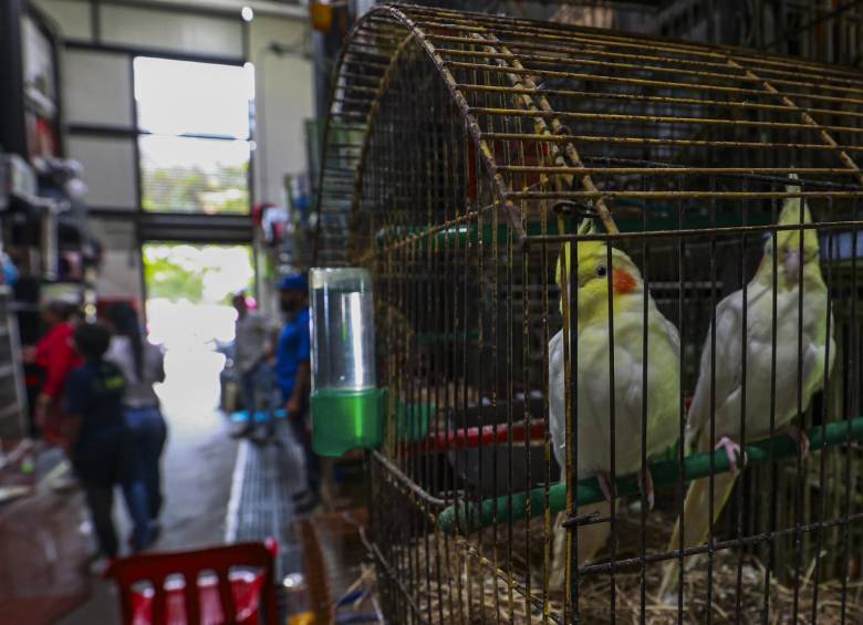 Desde 2019 se han incautado decenas de aves exóticas que no tienen permiso de comercialización. El 80% de los animales que venden en el módulo son aves. FOTO: Manuel Saldarriaga Quintero