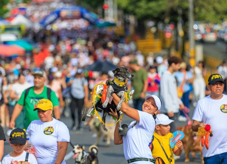 Durante 3.5 kilometros desfilaron las mascotas en la Caminata Canina y de Mascotas 2026. FOTO: Camilo Suárez
