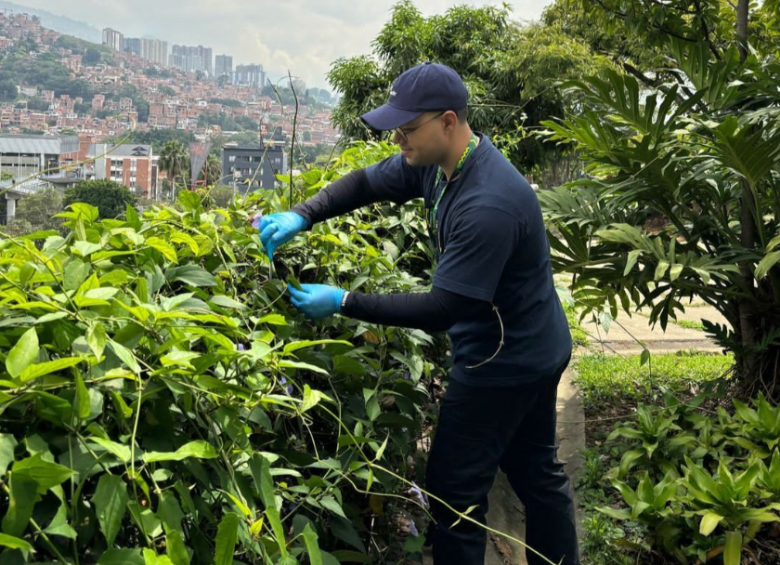 Tomaron muestras de las bacterias en hojas de tres árboles de Medellín y hallaron bacterias que podrían ayudar limpiar el aire. Foto: cortesía.