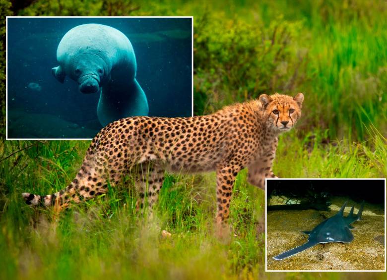 Especies en peligro: el futuro incierto