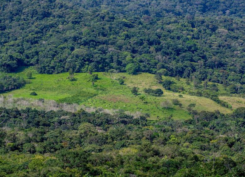 Deforestación de la selva en San José del Guaviare, Guaviare. FOTO: JUAN ANTONIO SÁNCHEZ.