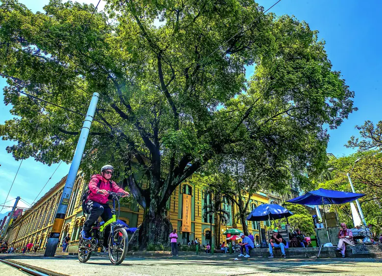 Ubicada en la Plazuela San Ignacio, esta es una de las ceibas más antiguas de Medellín con aproximadamente 150 años. Su “gemela”, también de la misma edad, está al otro costado del parque. FOTO MANUEL SALDARRIAGA