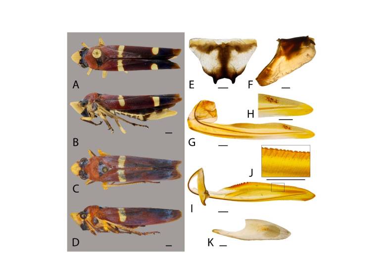 Abana colombiana, una nueva especie para la ciencia encontrada en Boyacá. FOTO: Cortesía Jefferson Sauceda