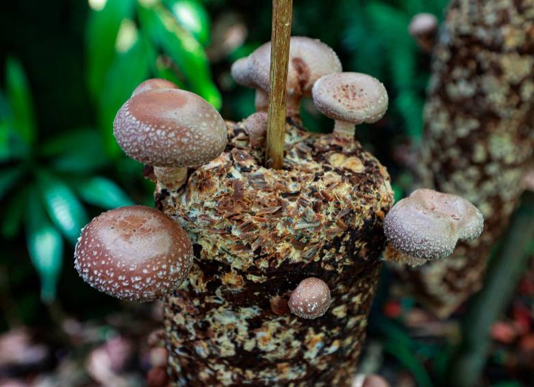 Diversas variedades de hongos se encuentran en este lugar. Foto Manuel Saldarriaga.