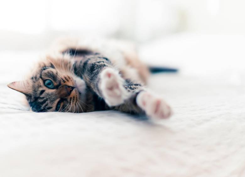 Por qué los gatos no deben salir de la casa? La ciencia lo explica