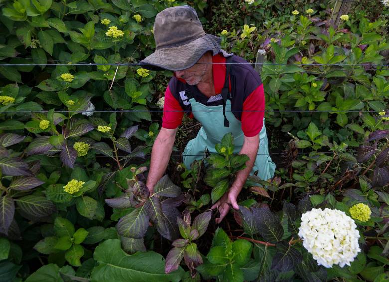 La secadera es una enfermedad que deteriora la raíz de la planta y termina afectando hojas, tallos y flores hasta que el tejido muere. FOTOS: Manuel Saldarriaga
